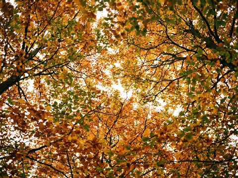 Landscape: Autumn Canopy